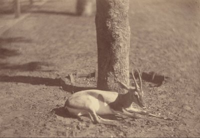 Gazelle couchée contre un arbre - Théodule Devéria